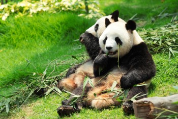 Google released an update to its Panda algorithm for the first time in 2013. Google released an update to its Panda algorithm for the first time in 2013.