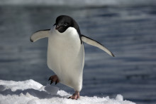 Marketers are bracing themselves (and their link profiles) for the impact Penguin 2.0 will have on SEO.